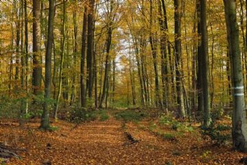 Bando per il recupero di castagneti in Valle Susa