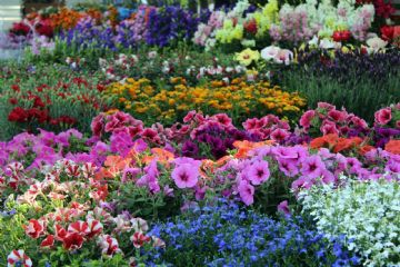 Concorso &quot; Con la mia casa in fiore abbellisco il paese